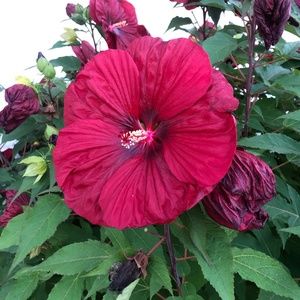 Meet your Posher, Bailey!